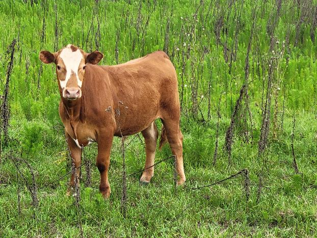 Producers Cattle Auction